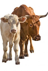 Livestock