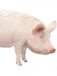Pig
