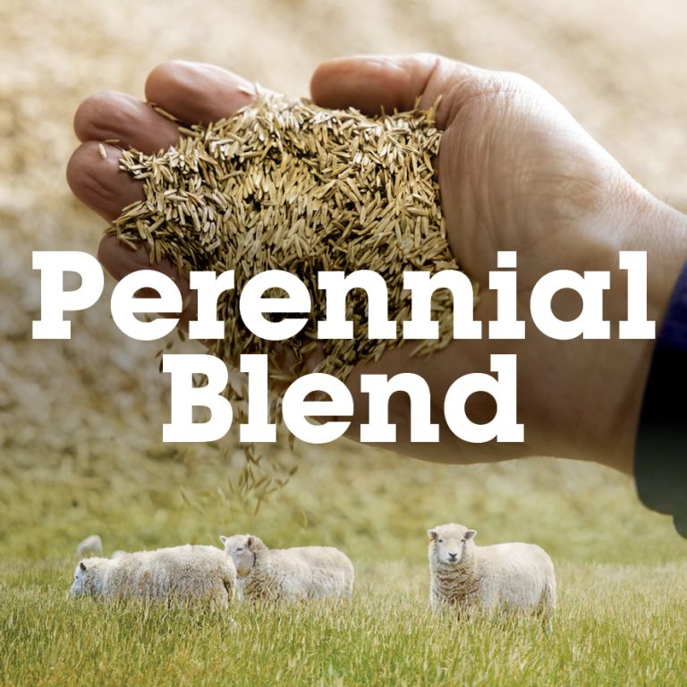 Pasture Seed Independents Own